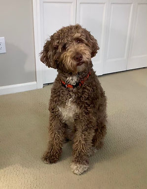 Wheeler