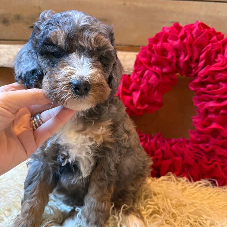 Buyer's Responsibility 4 bernedoodles puppies-043