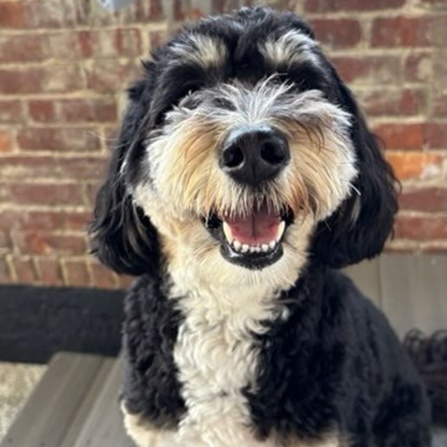 Buyer's Responsibility 3 bernedoodles puppies-044