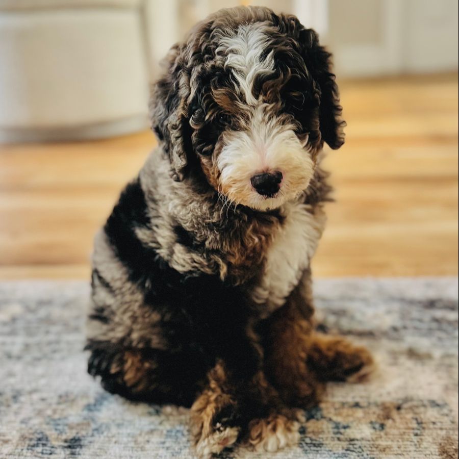 Bernedoodles 49 bernedoodles puppies 048