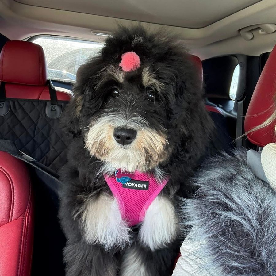 Bernedoodles 4 bernedoodles puppies-049