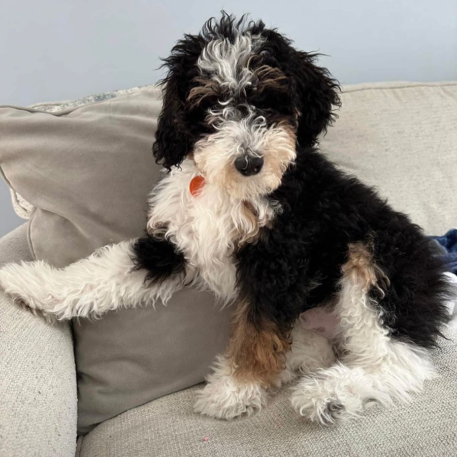 bernedoodles puppies 050