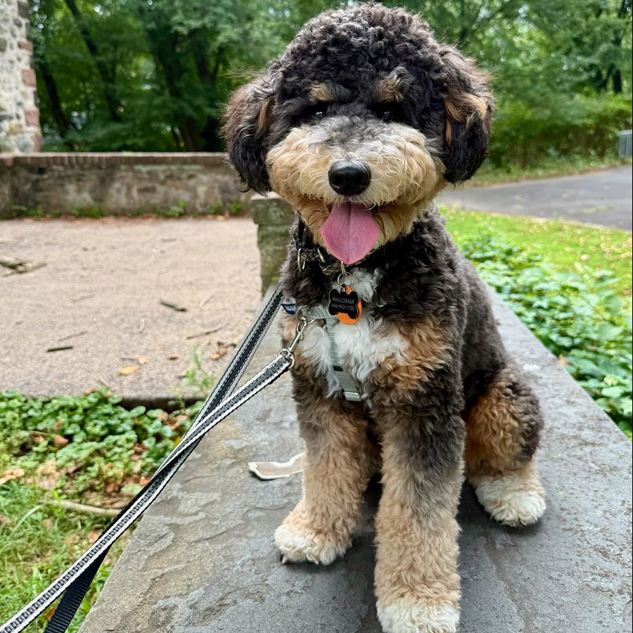 Bernedoodles 46 bernedoodles puppies 051