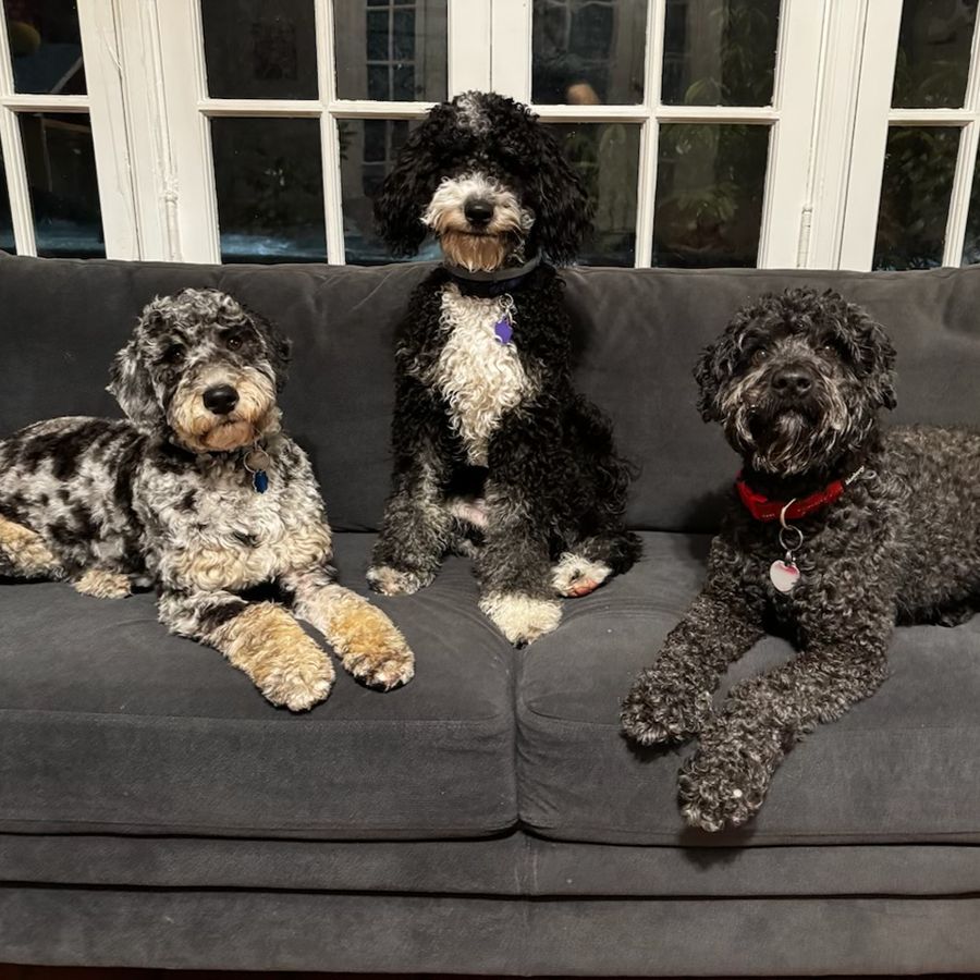 bernedoodles puppies-053