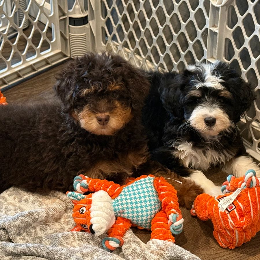 bernedoodles puppies-054