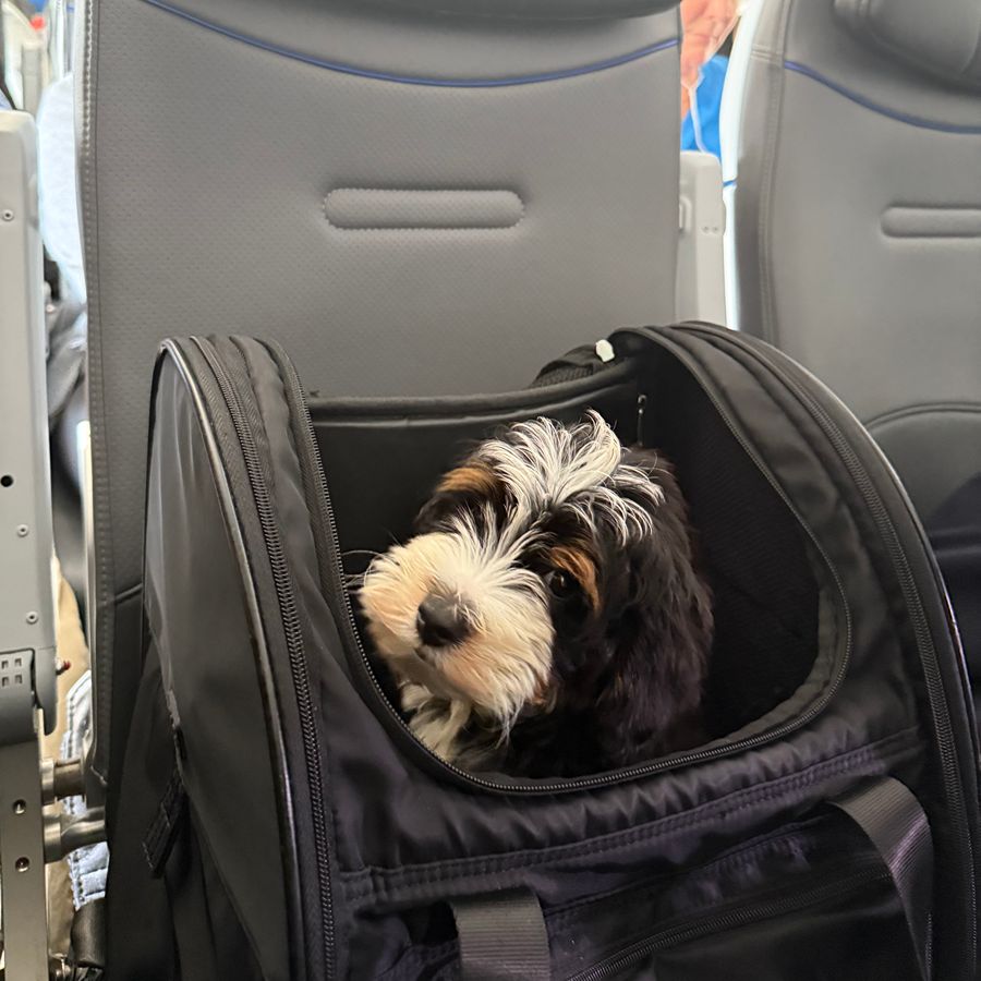 bernedoodles puppies-055