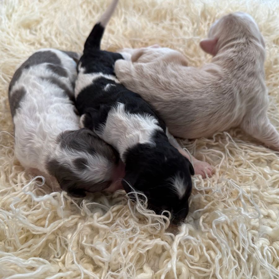 Bernedoodles 41 bernedoodles puppies 056