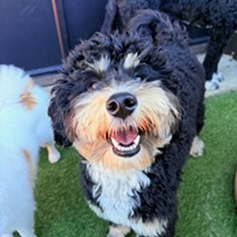Bernedoodles 39 bernedoodles puppies 058