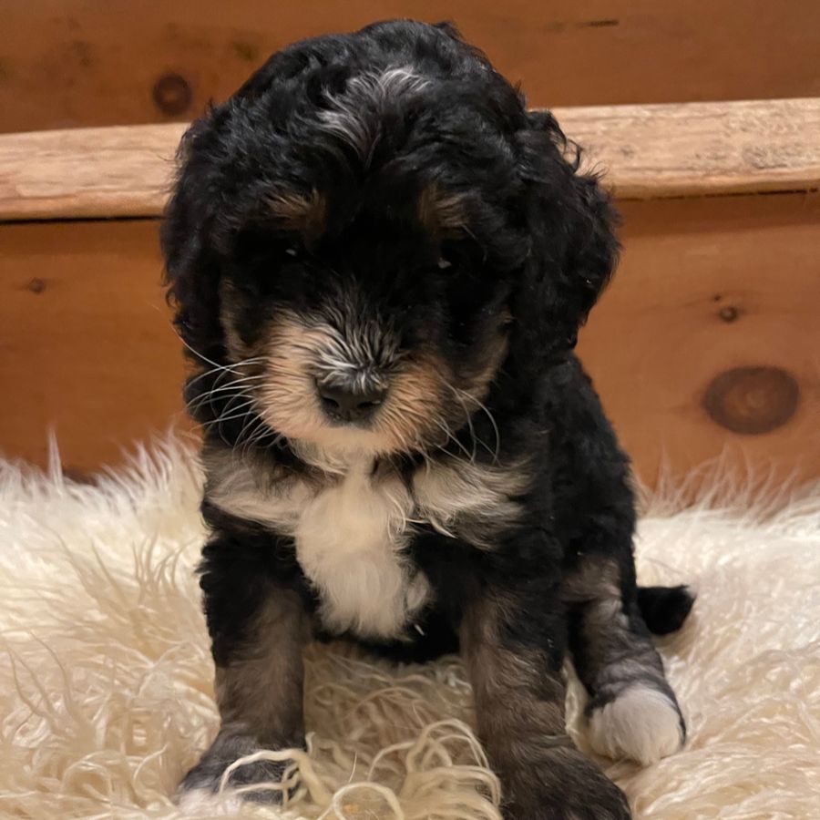 Bernedoodles 38 bernedoodles puppies 059