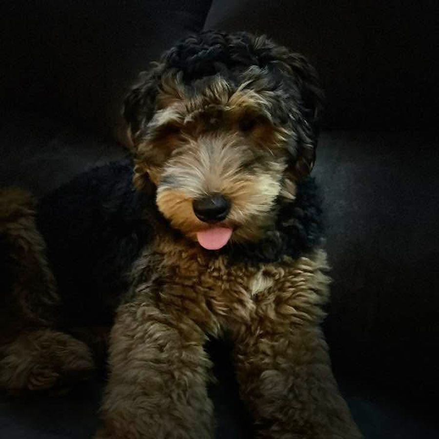 Bernedoodles 37 bernedoodles puppies 060