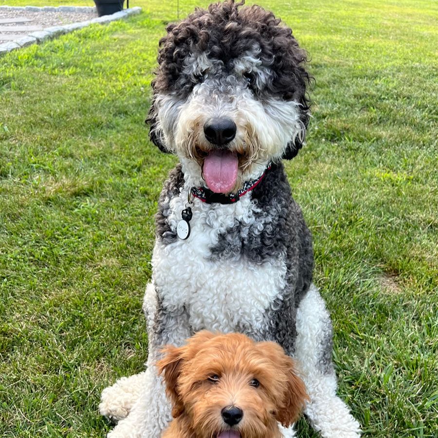 Bernedoodles 35 bernedoodles puppies 062