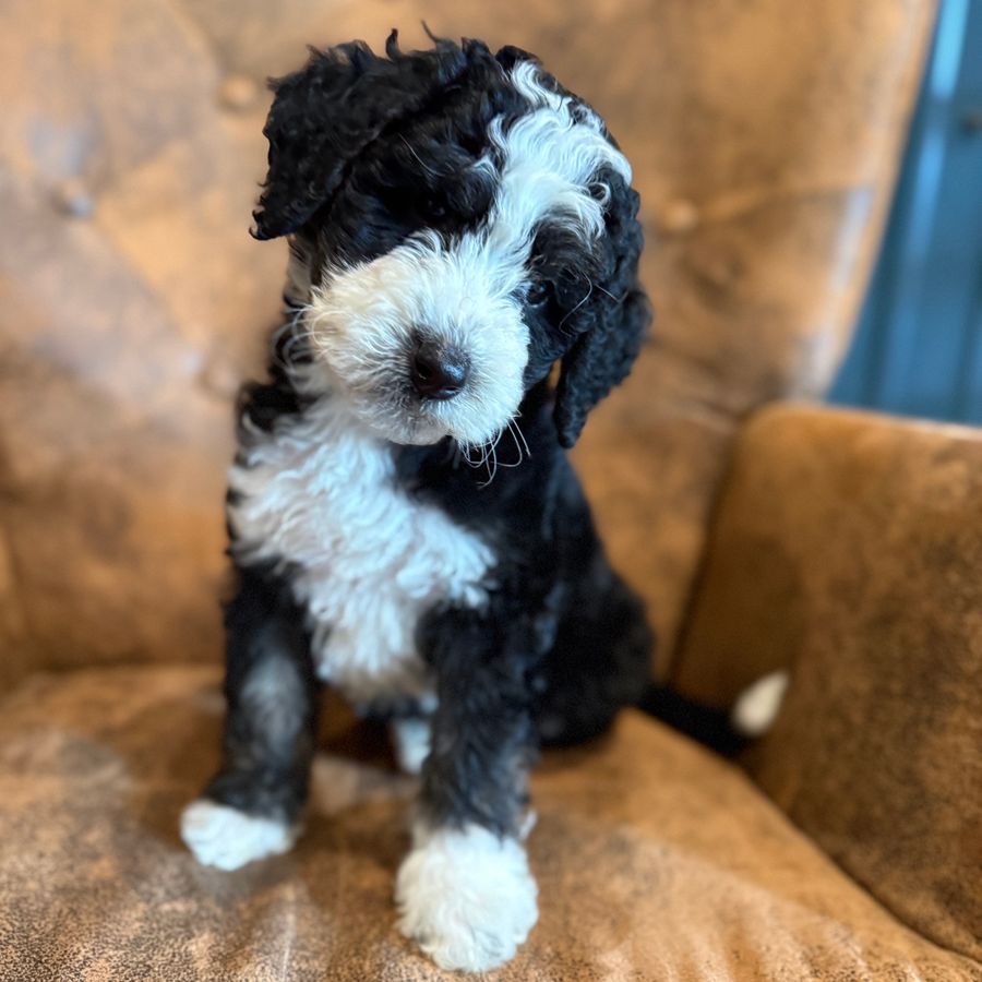 Bernedoodles 34 bernedoodles puppies 063