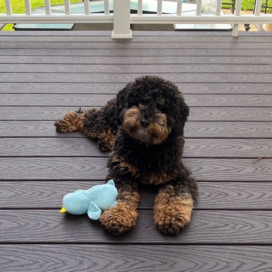 Bernedoodles 33 bernedoodles puppies 064