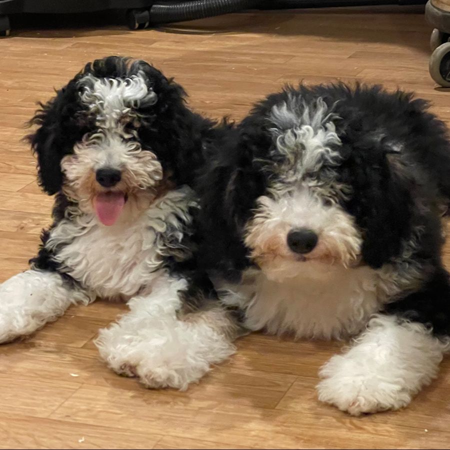NuVet Plus Vitamins 7 bernedoodles puppies-067