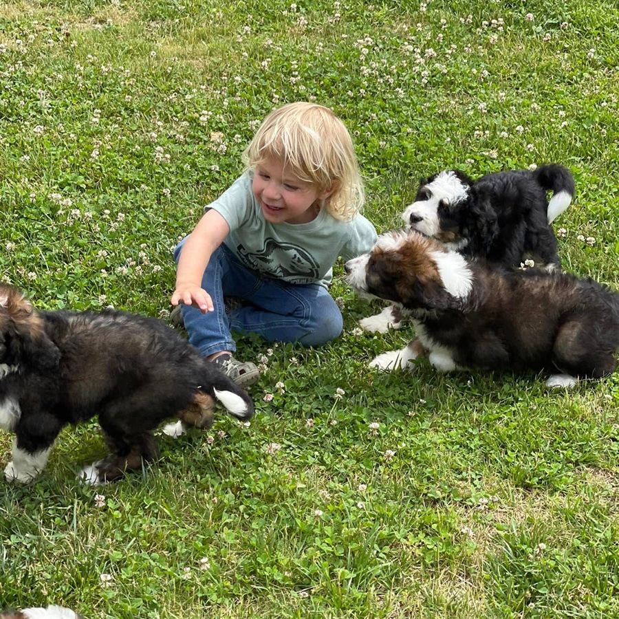 Deposits & Payment 4 bernedoodles puppies-068