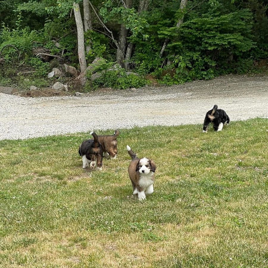 bernedoodles puppies-069