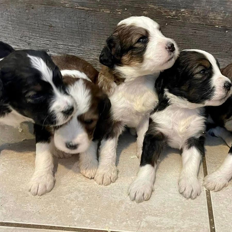 Bernedoodles 26 bernedoodles puppies 070