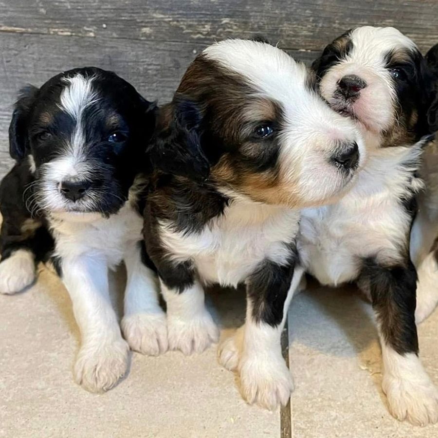 bernedoodles puppies-071