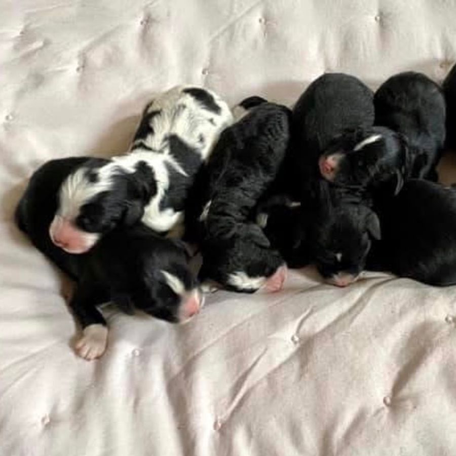 bernedoodles puppies-072