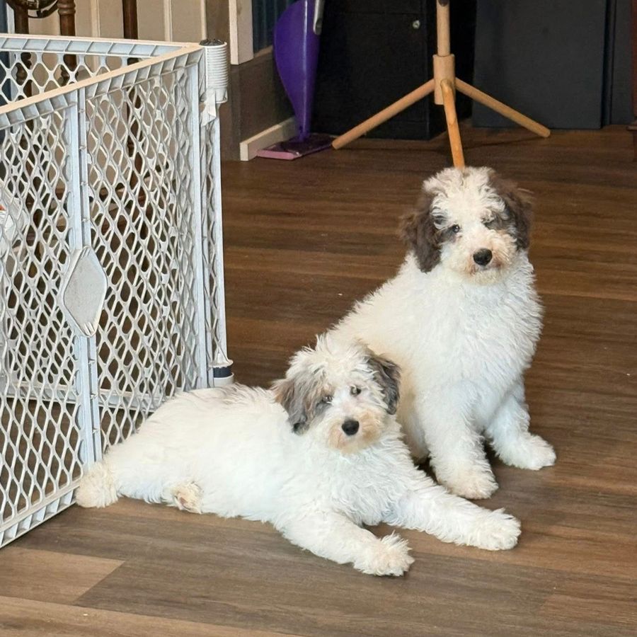 bernedoodles puppies-073