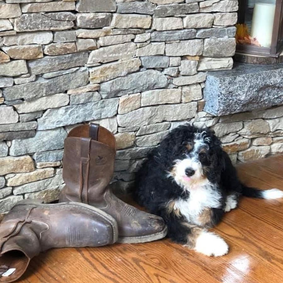 bernedoodles puppies-074