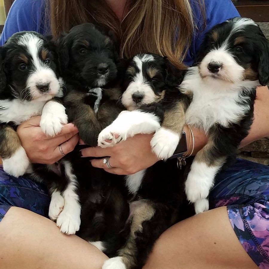 bernedoodles puppies-075