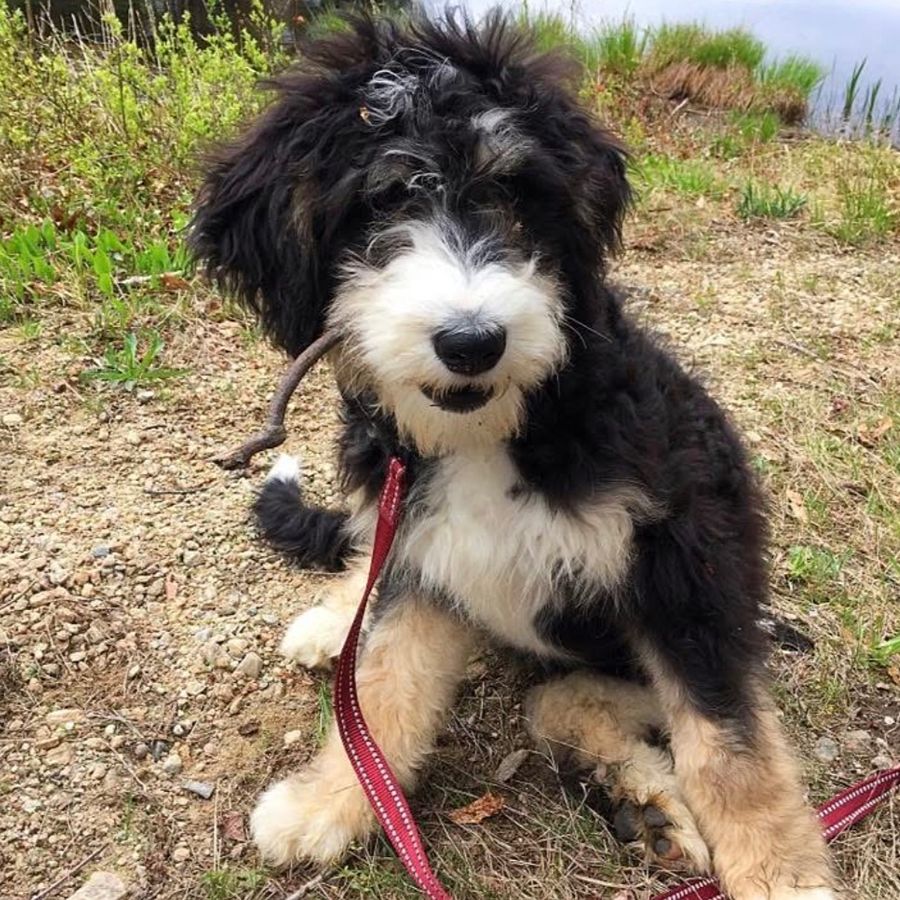 bernedoodles puppies-076