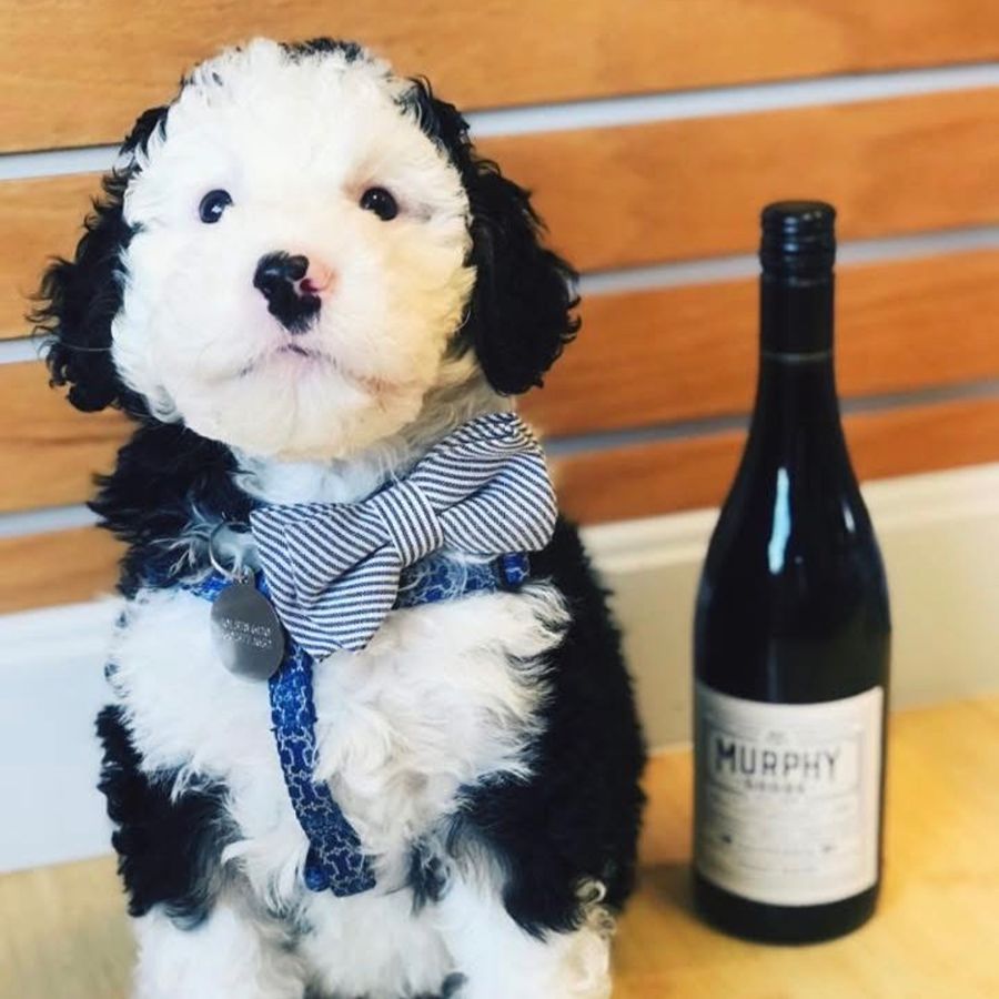 bernedoodles puppies-077