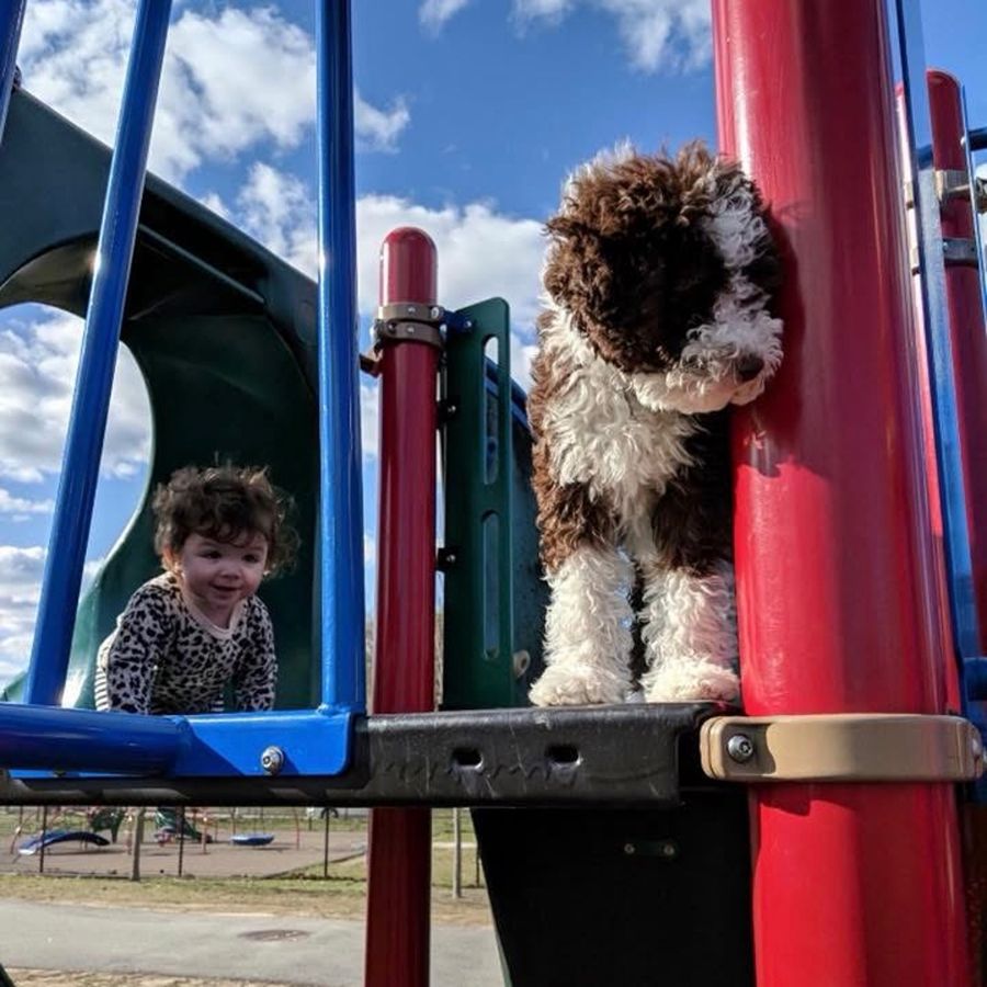 bernedoodles puppies-078