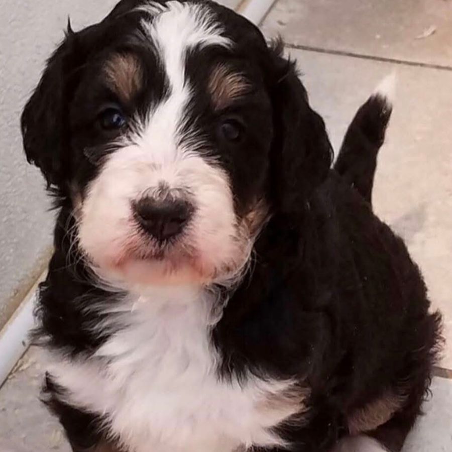 Bernedoodles 17 bernedoodles puppies 079