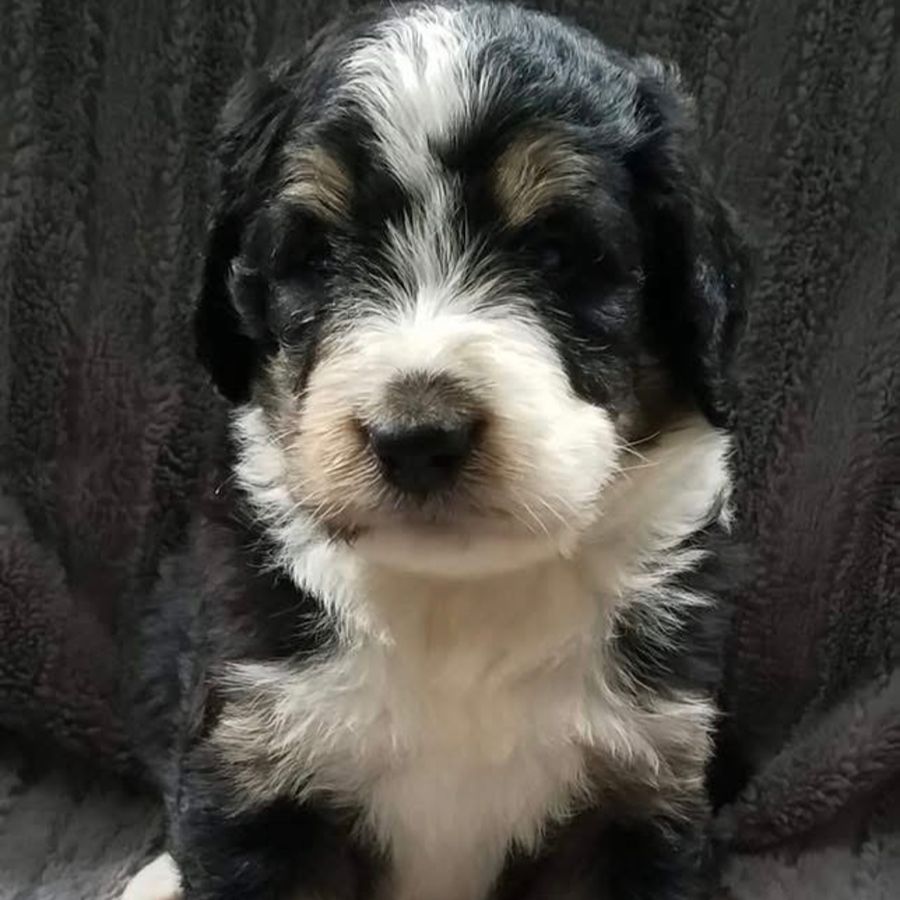 Bernedoodles 16 bernedoodles puppies 080