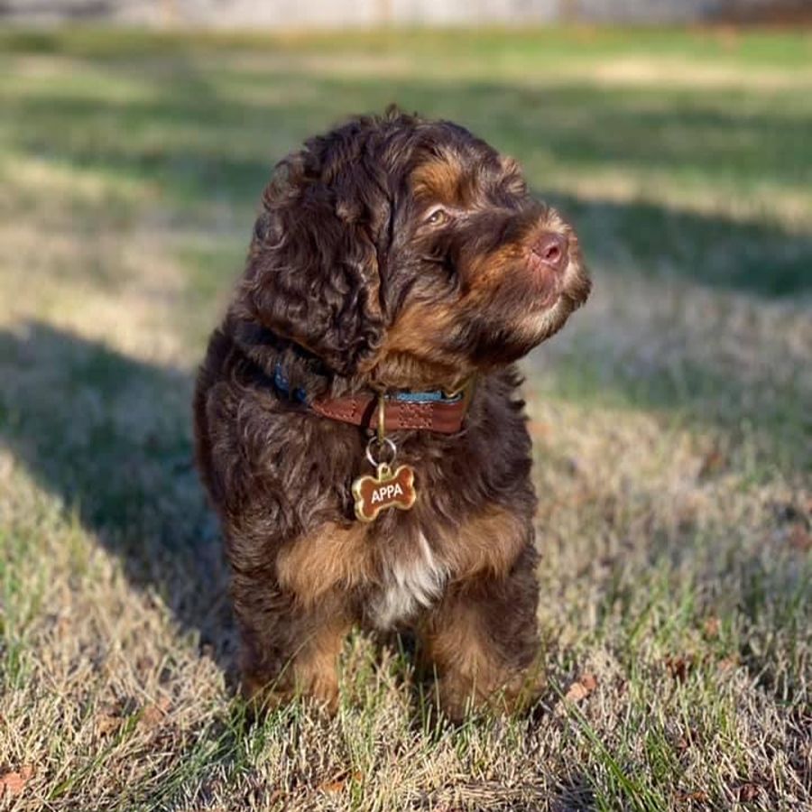 Bernedoodles 13 bernedoodles puppies 083