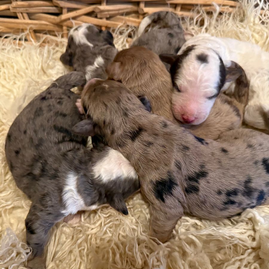 Bernedoodles 11 bernedoodles puppies 085