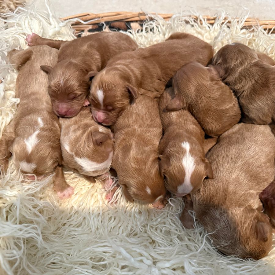Puppy Pickup & Delivery 5 goldendoodles puppies-024