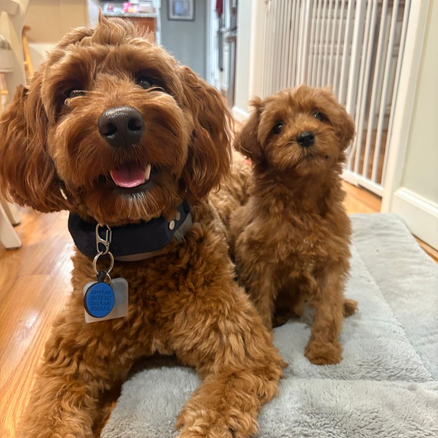 NuVet Plus Vitamins 4 goldendoodles puppies-025