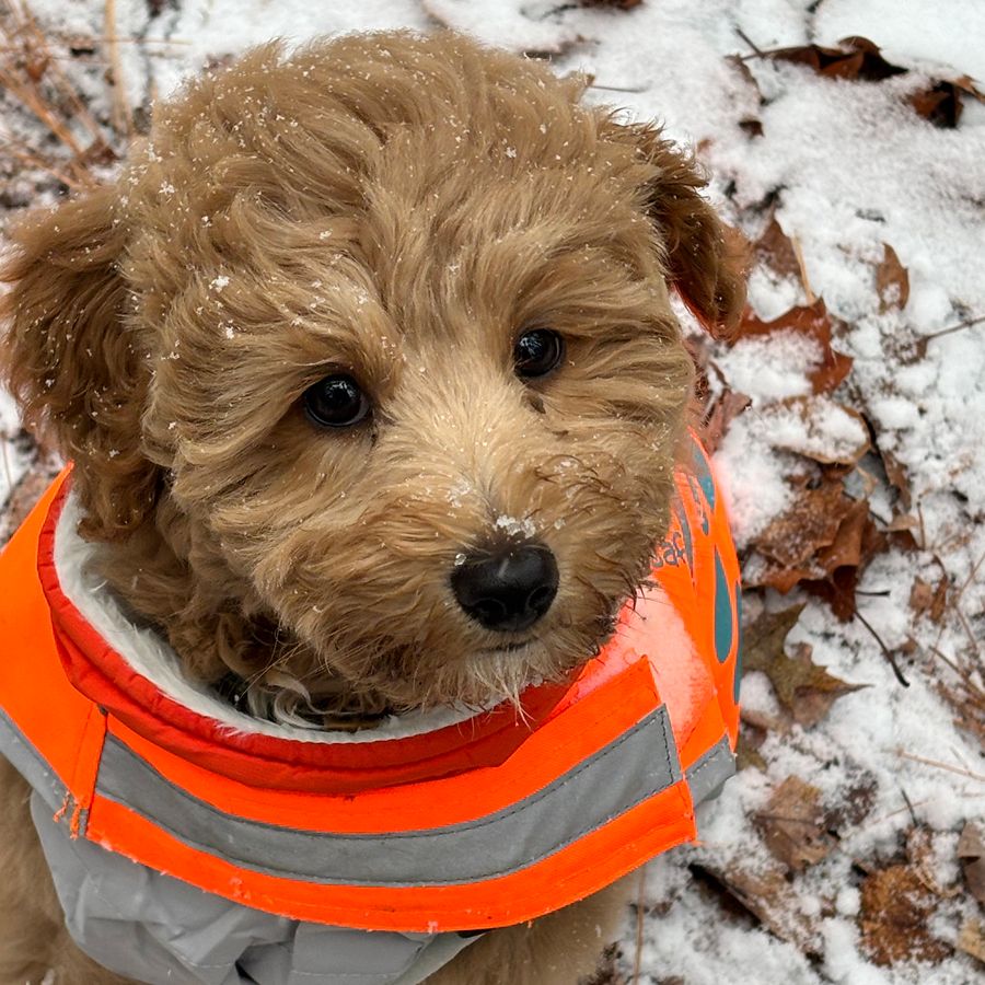 NuVet Plus Vitamins 3 goldendoodles puppies-026