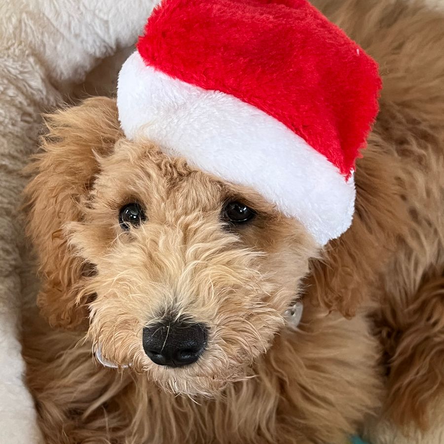 Puppy Package 5 goldendoodles puppies-028