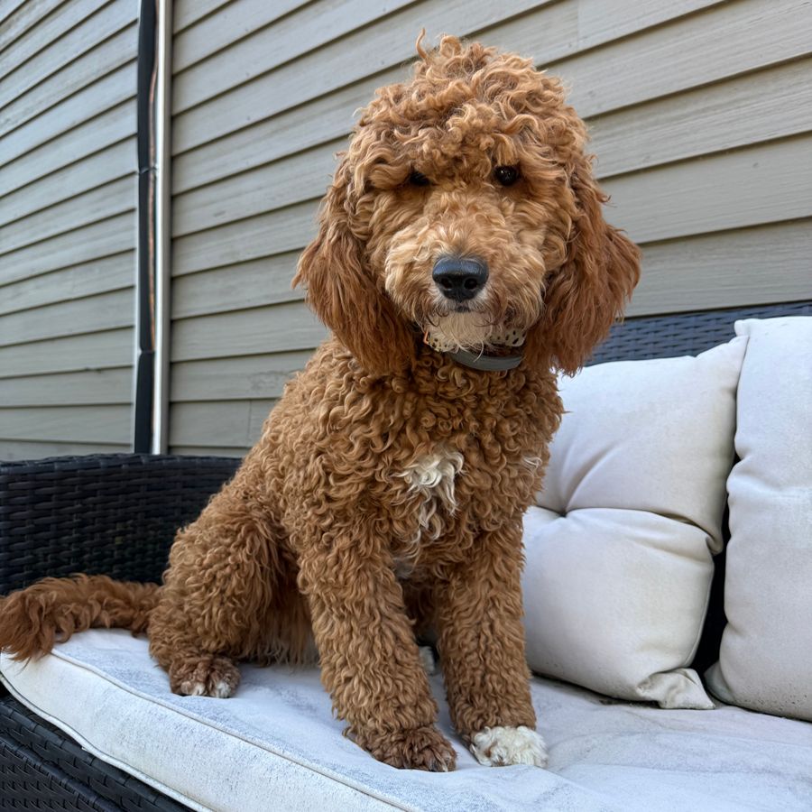goldendoodles puppies 029