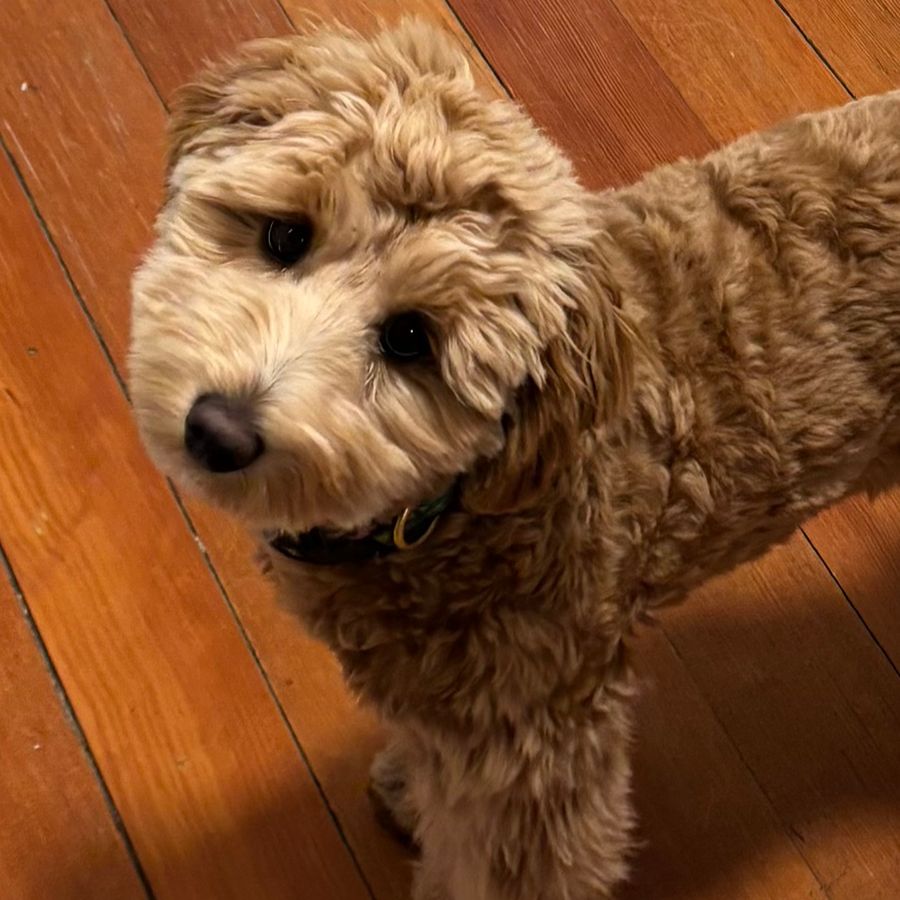 Puppy Package 4 goldendoodles puppies-030