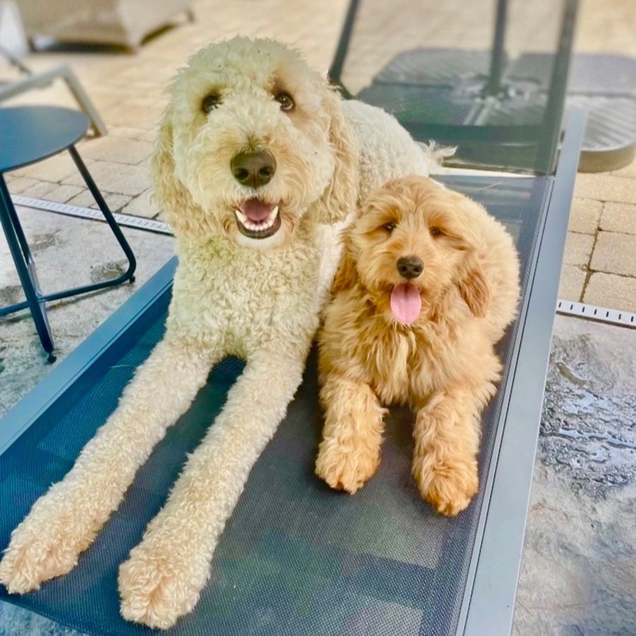 NuVet Plus Vitamins 5 goldendoodles puppies-034