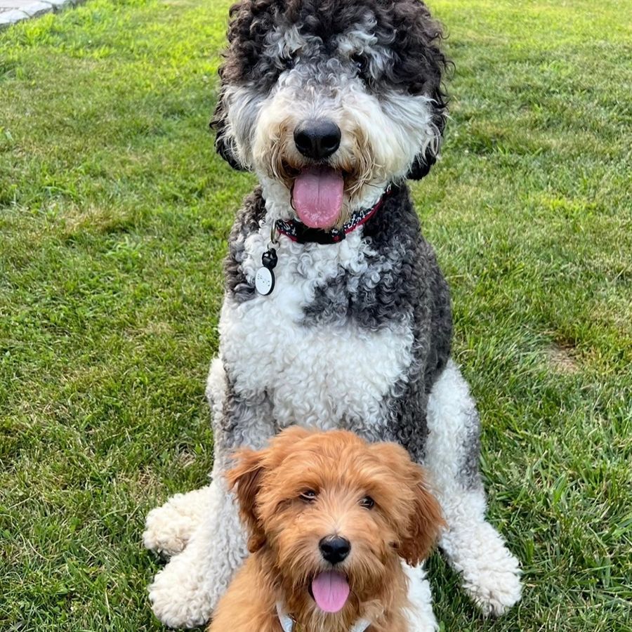 Buyer's Responsibility 6 goldendoodles puppies-041