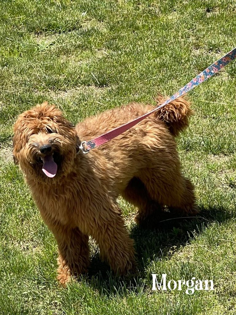 sterling dog dads 019