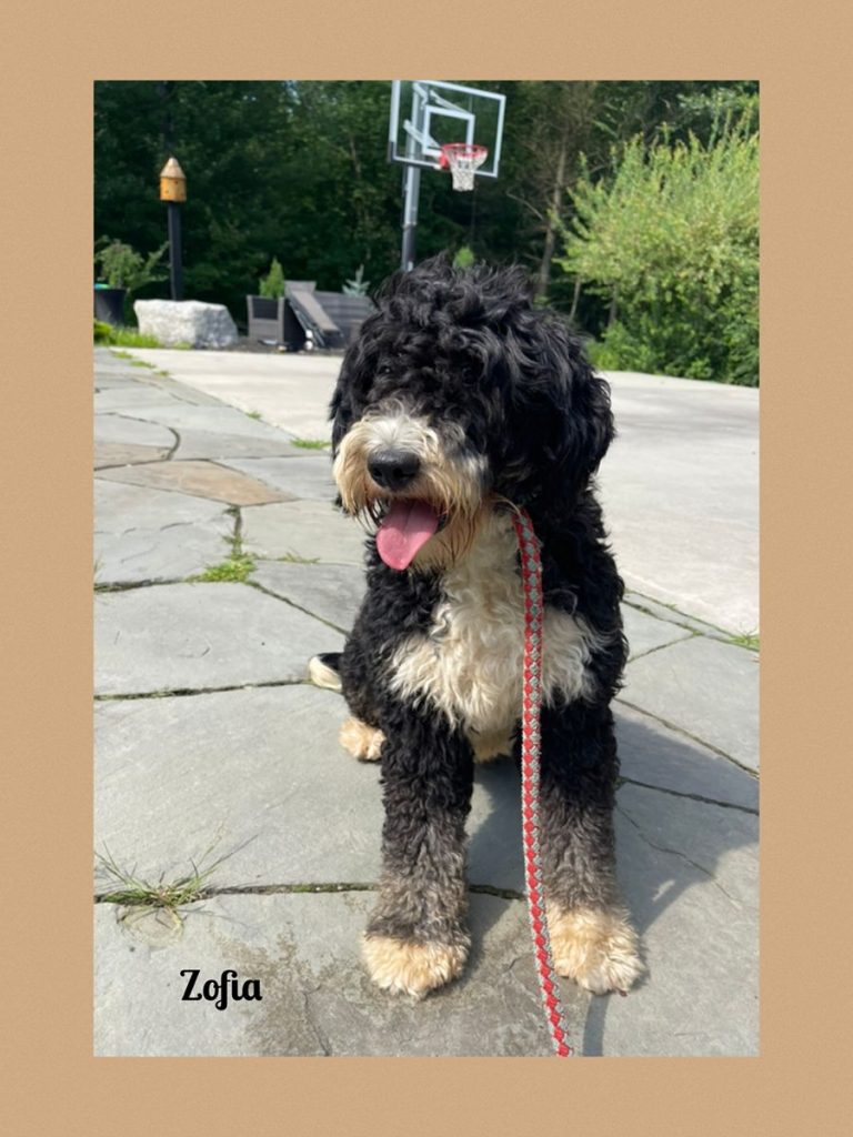 sterling dog moms 010