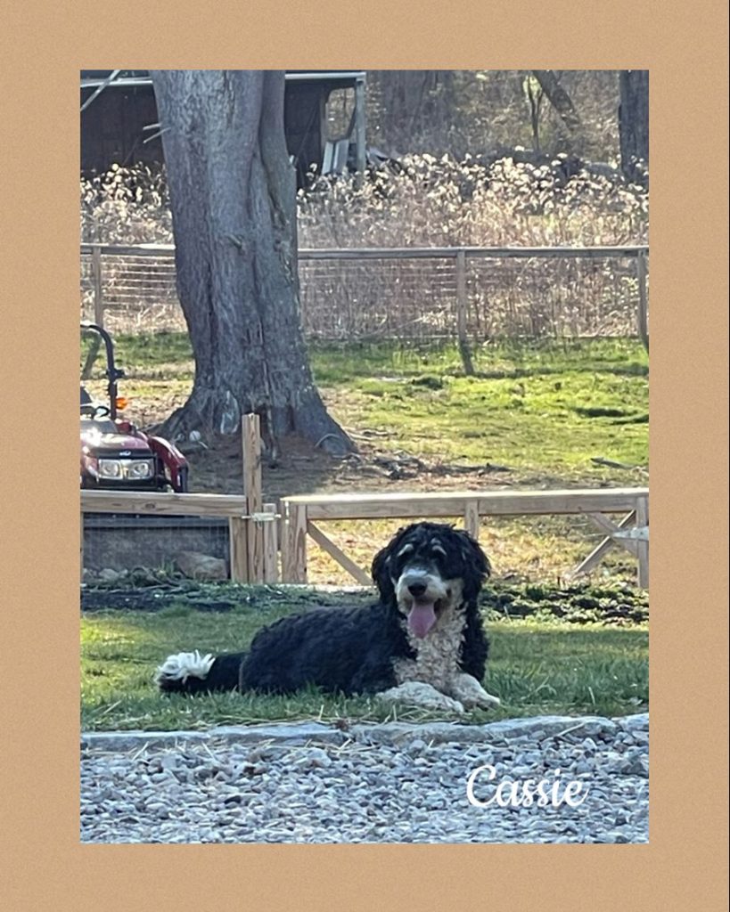 sterling dog moms 011