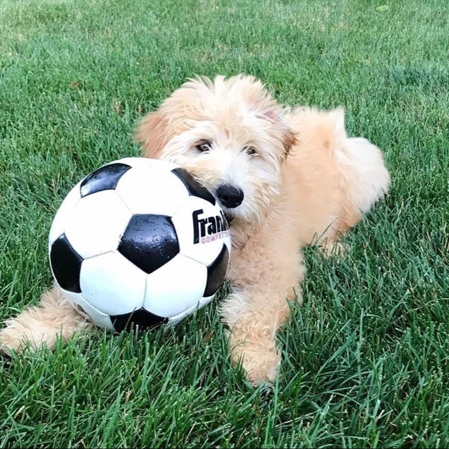 Puppy Package 6 whoodle puppies-011