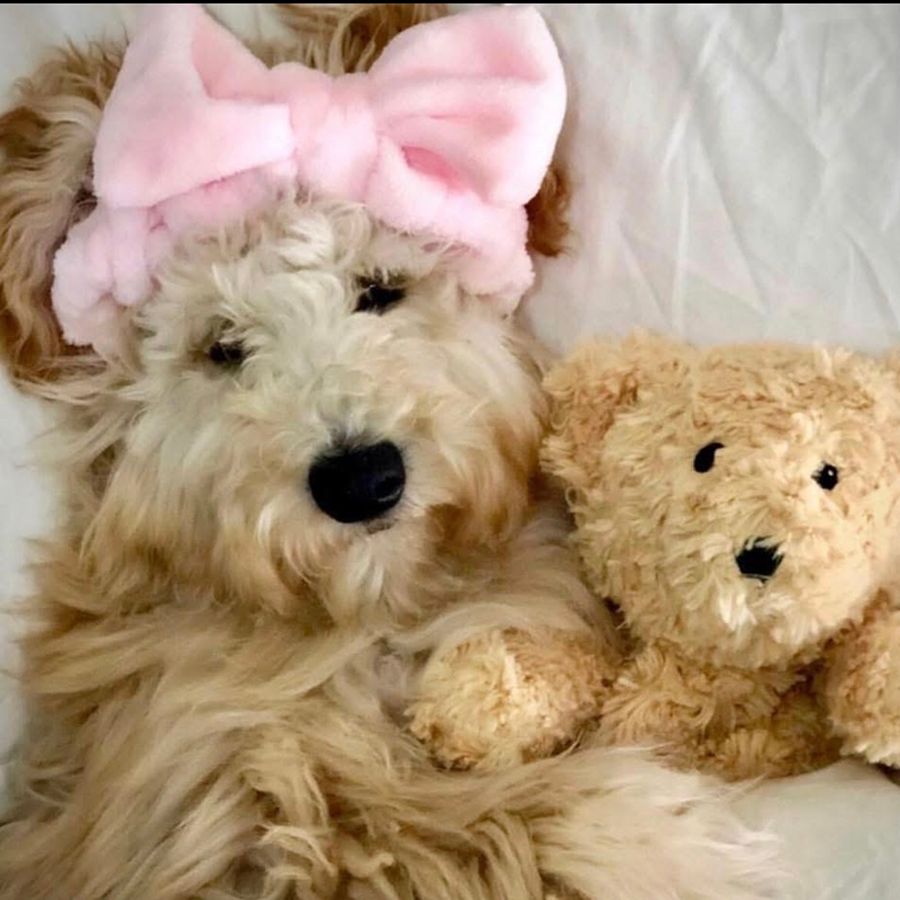 whoodle puppies-014
