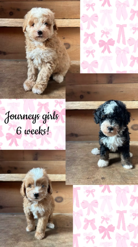 Journeys Girls