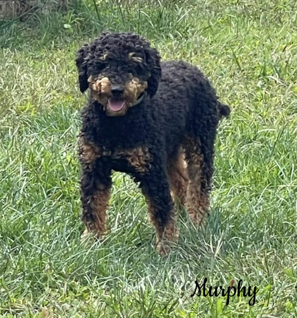 Murphy