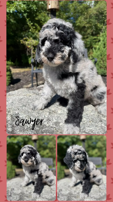 Sawyer