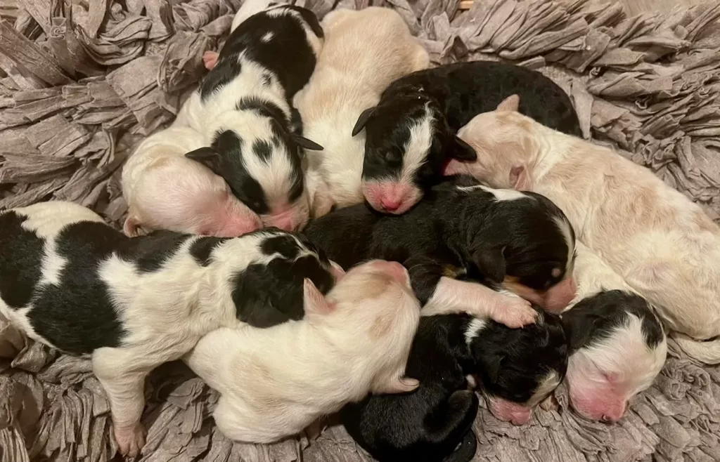 sterling doodles puppies 018